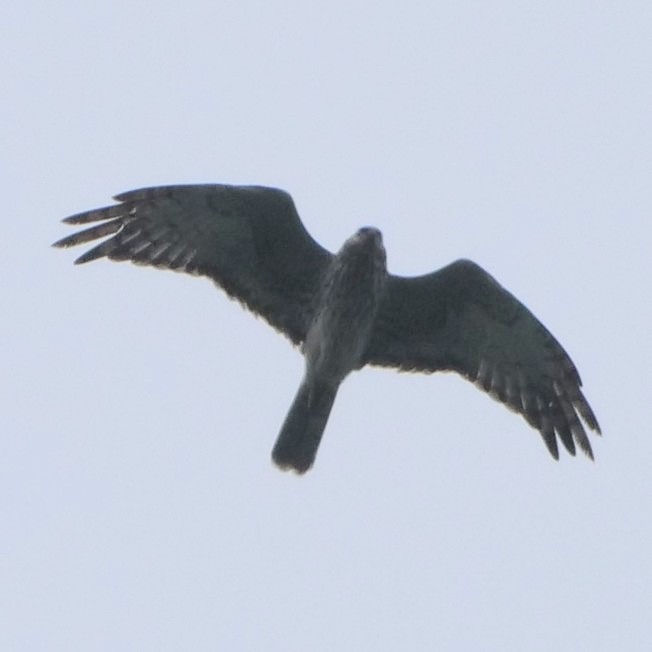 Pied Harrier - ML643583975