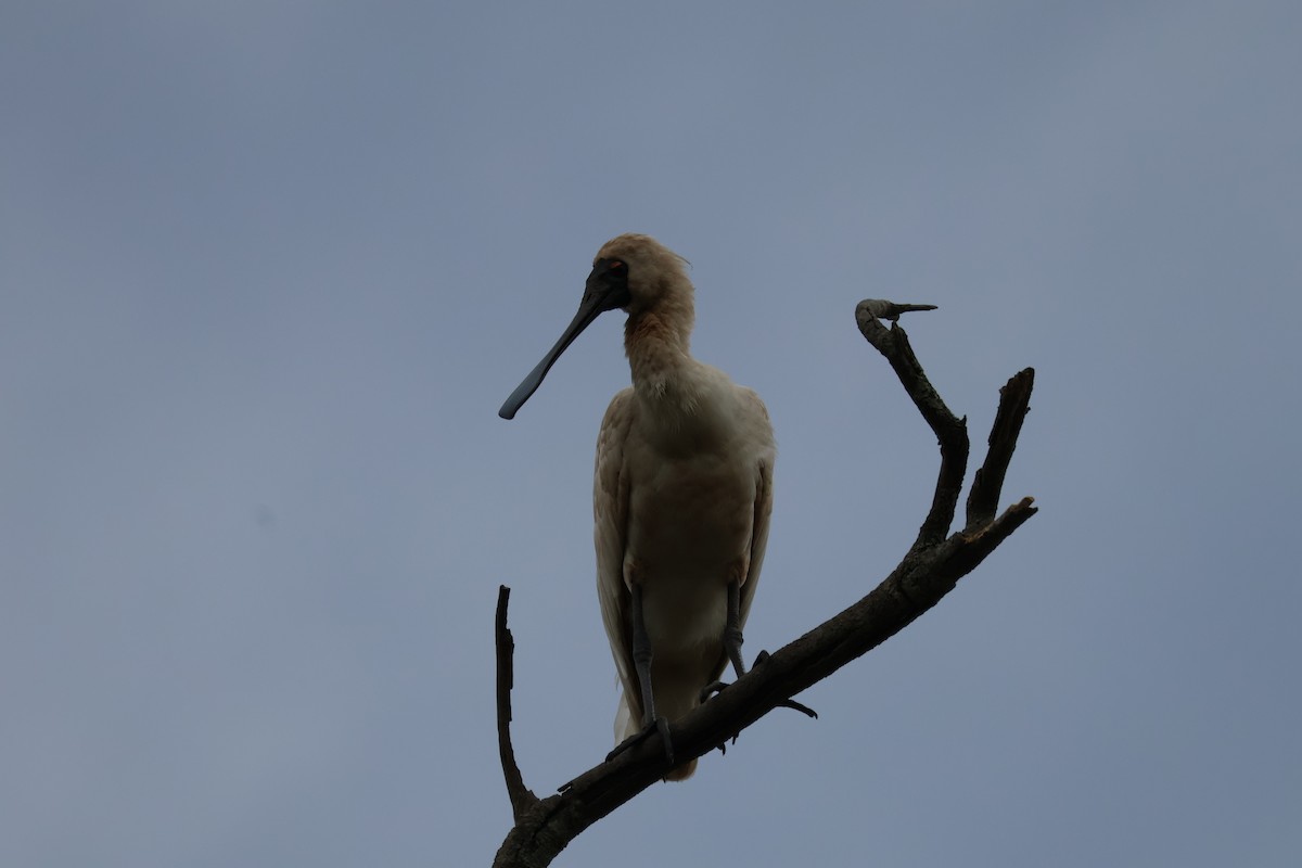 Royal Spoonbill - ML643583976