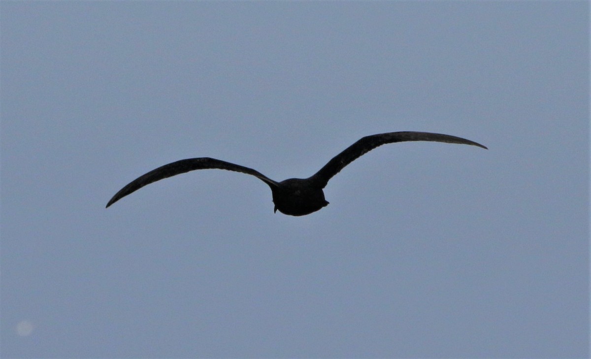 Great-winged Petrel - ML643583981