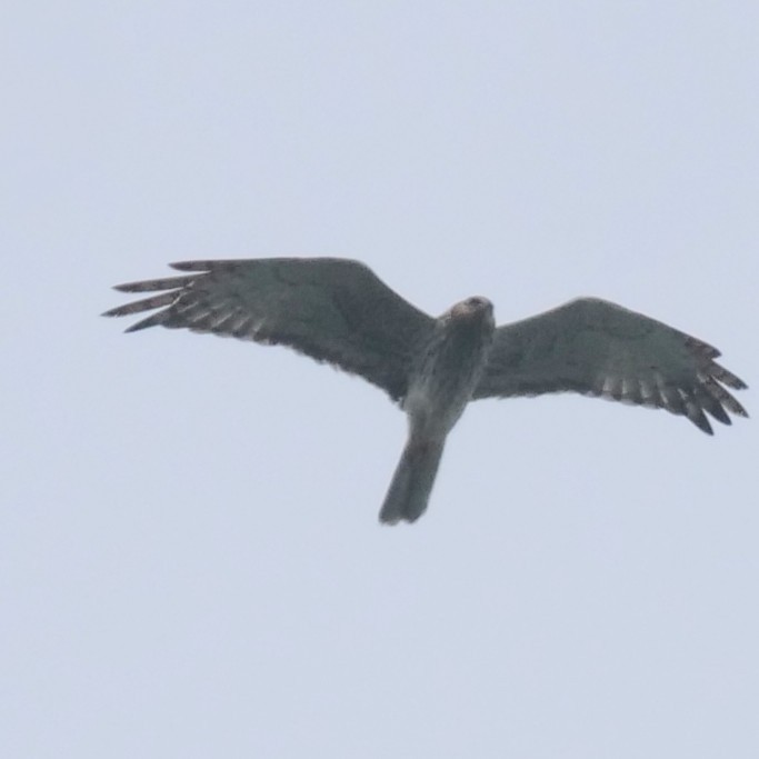 Pied Harrier - ML643583983