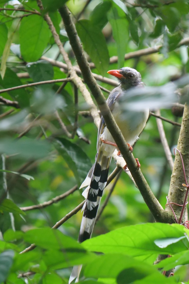 Red-billed Blue-Magpie - ML643583987