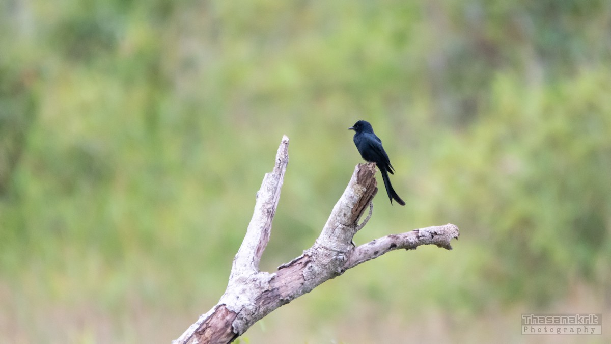 Kara Drongo - ML643583993