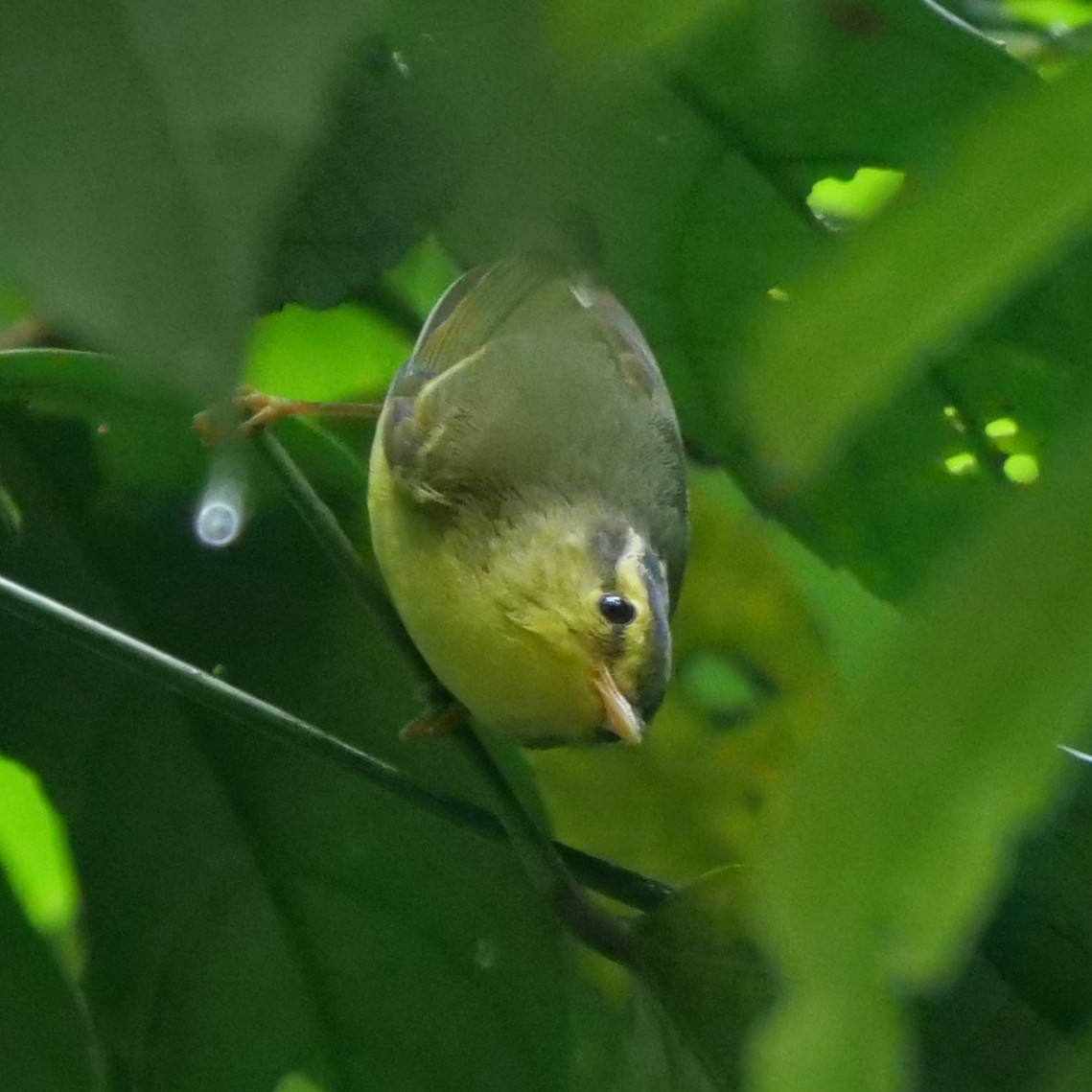 Sulphur-breasted Warbler - ML643584009