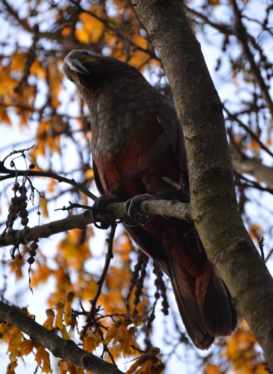 New Zealand Kaka - ML643584025