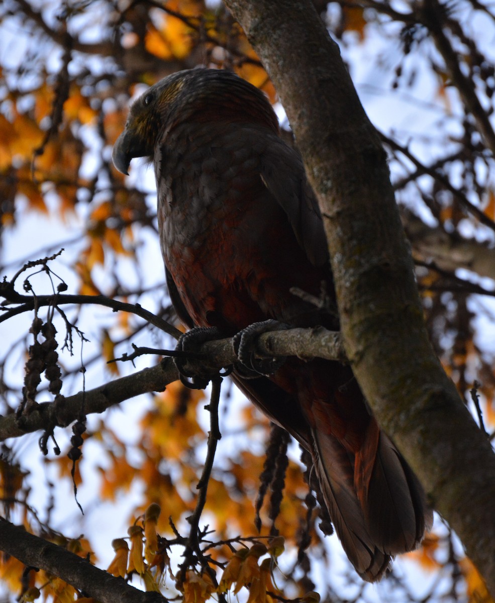 New Zealand Kaka - ML643584026