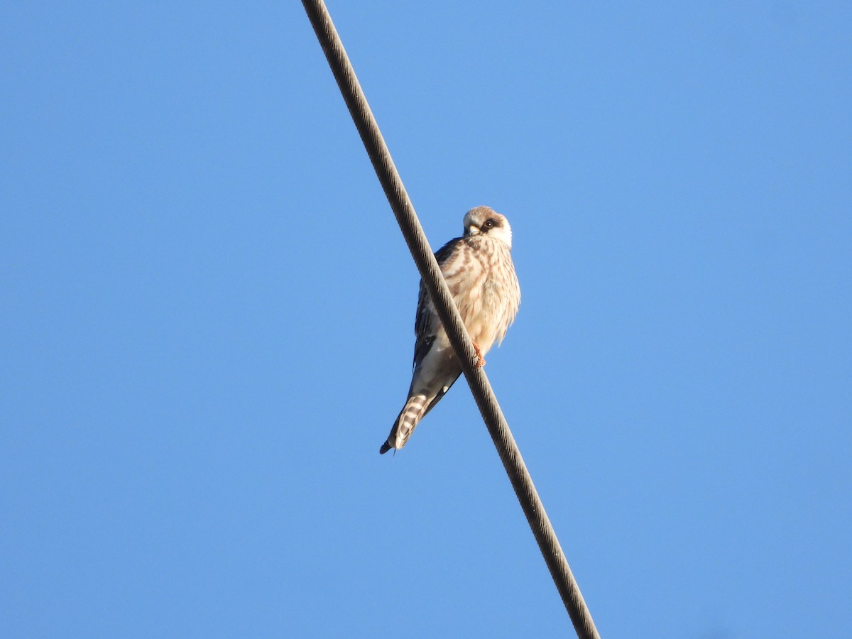 Red-footed Falcon - ML643584036