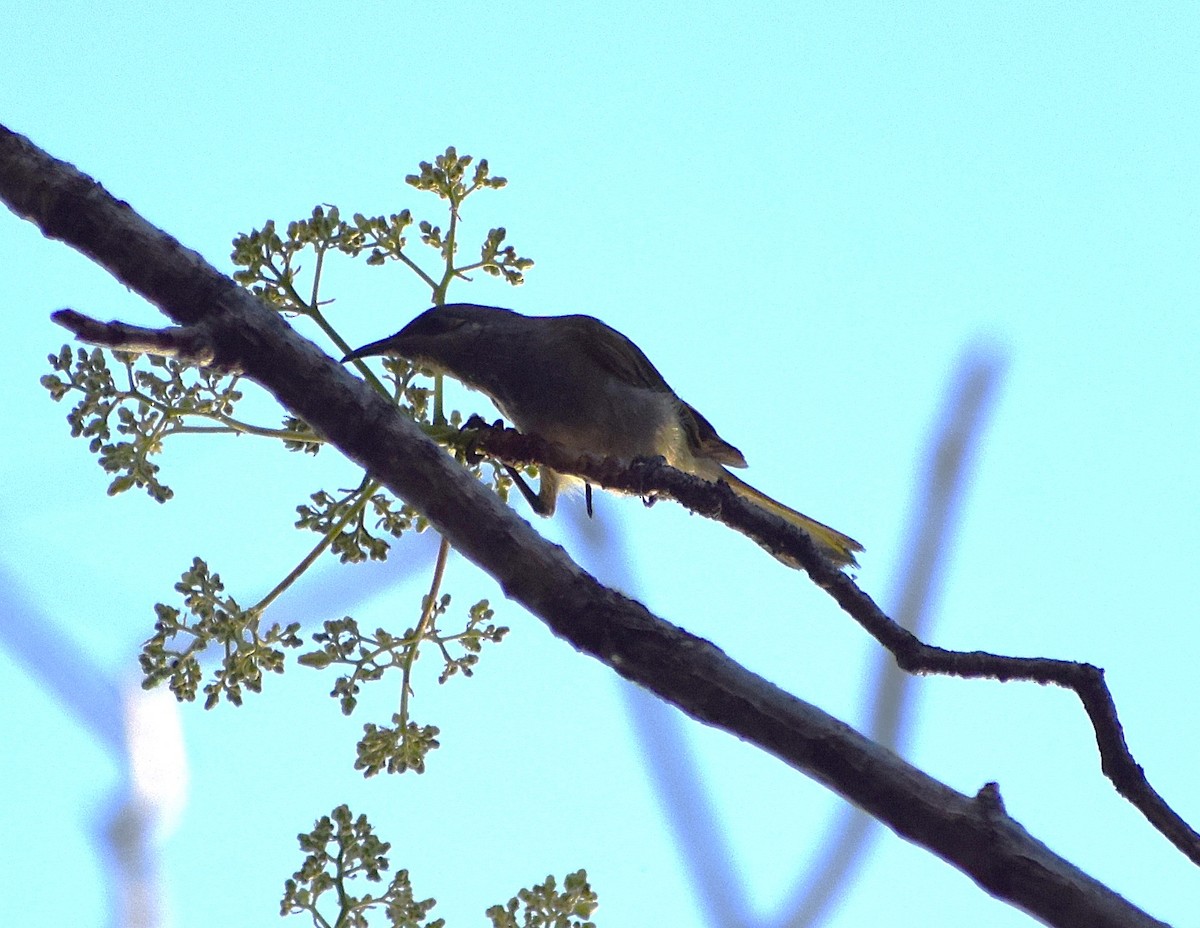 Brown Honeyeater - ML643584040