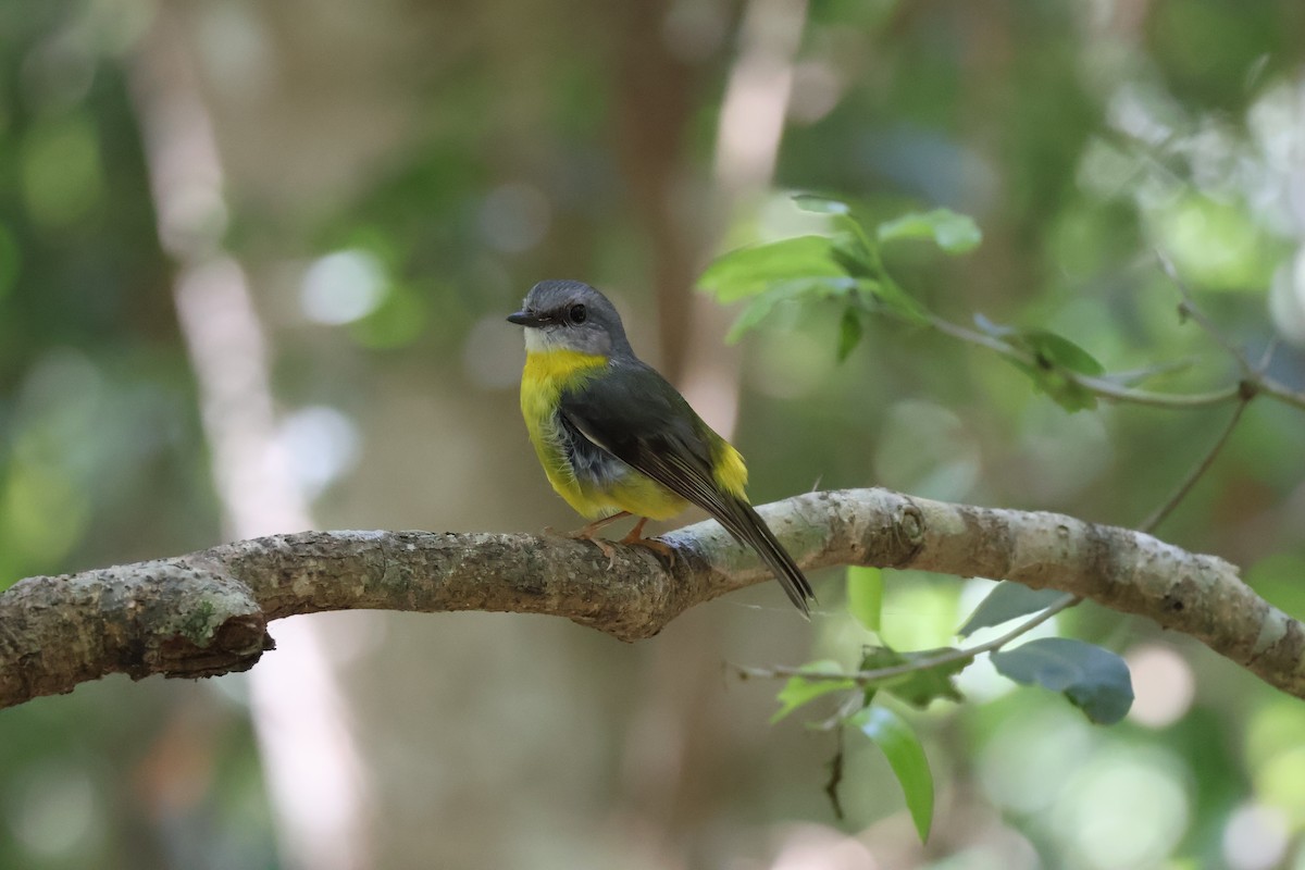 Eastern Yellow Robin - ML643584048