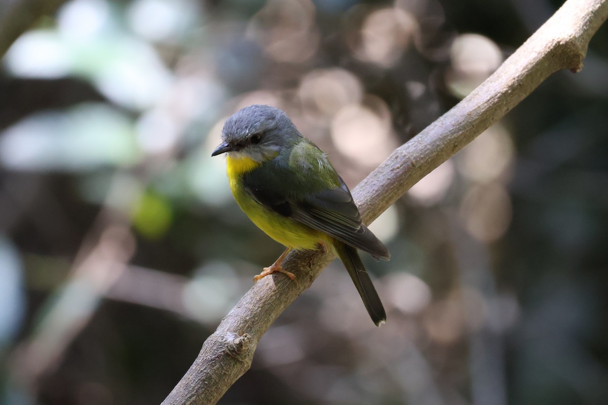 Eastern Yellow Robin - ML643584049