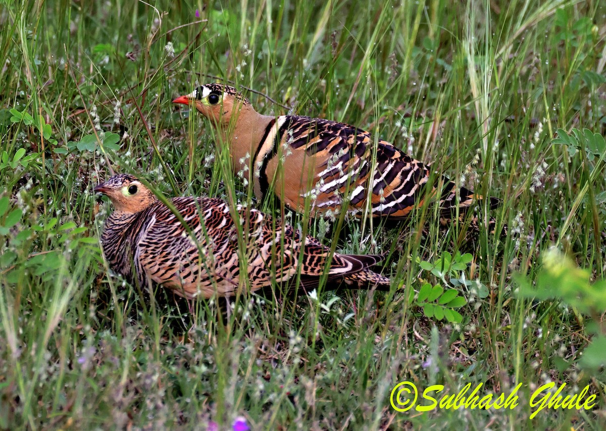 Painted Sandgrouse - ML643584051