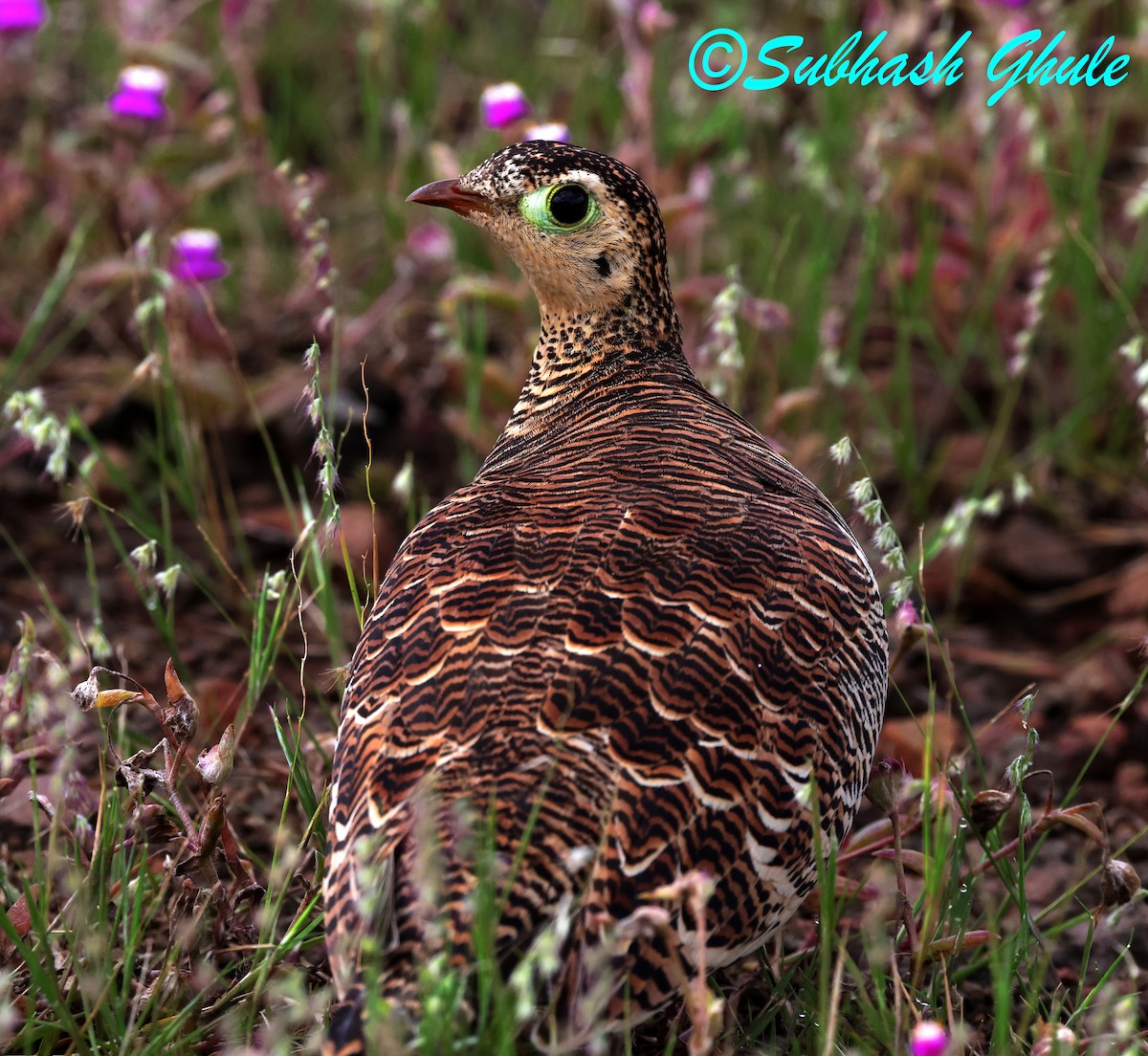 Painted Sandgrouse - ML643584053