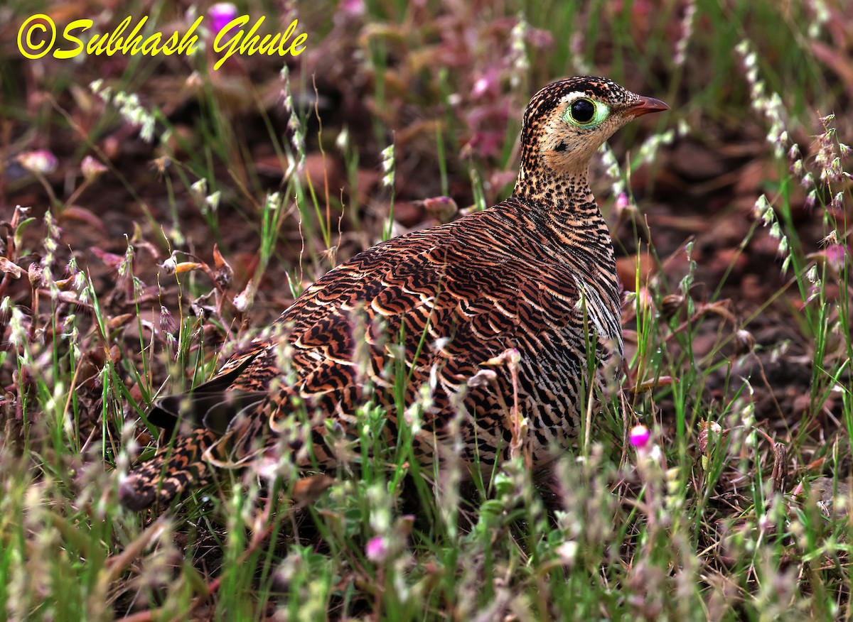 Painted Sandgrouse - ML643584054