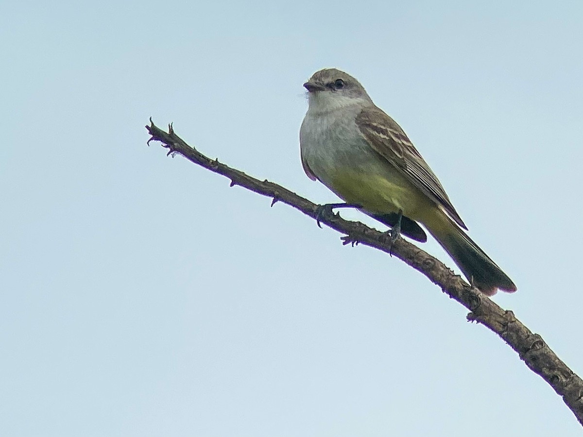 Chapada Flycatcher - ML643584055