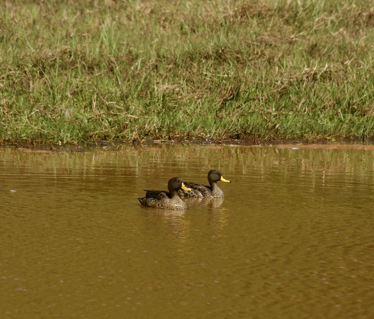 Yellow-billed Duck - ML643584063