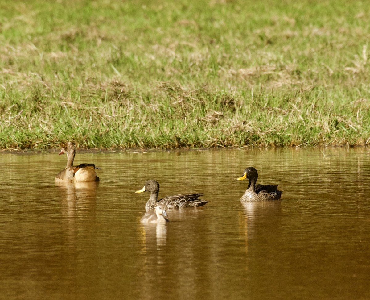 Yellow-billed Duck - ML643584073