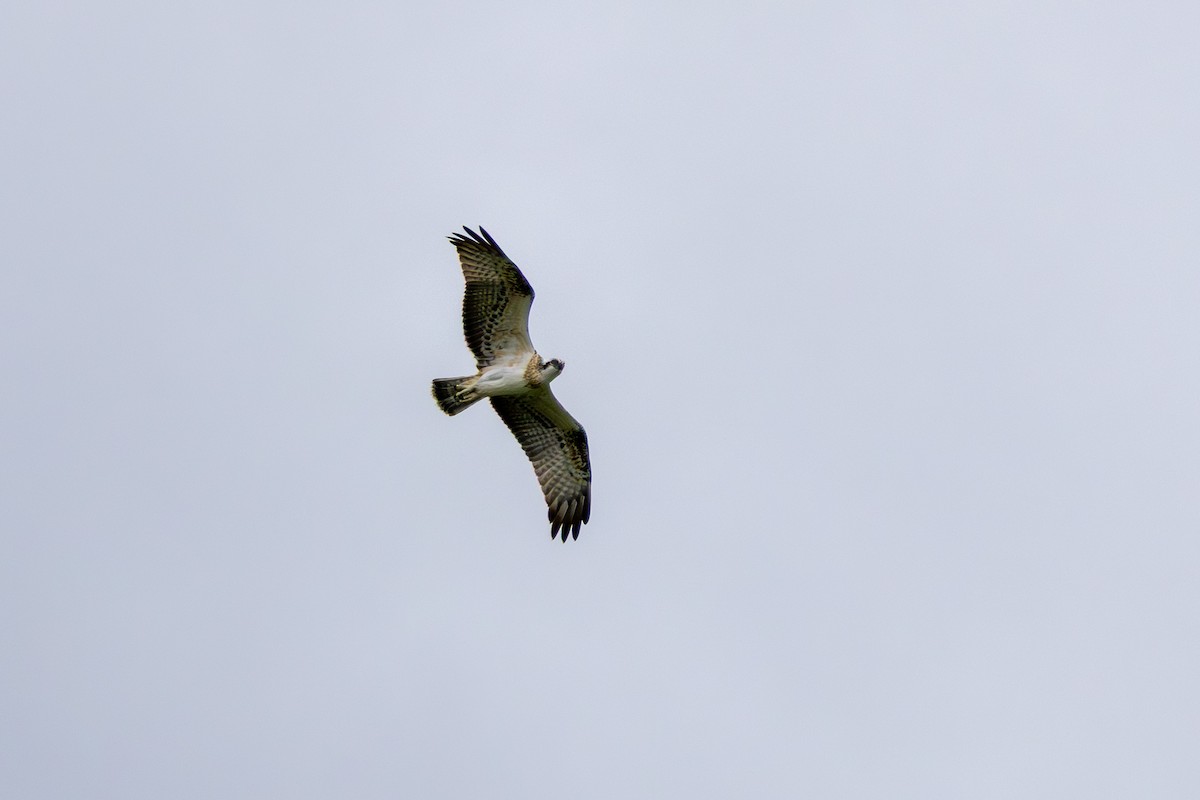 Osprey (Australasian) - ML643584078