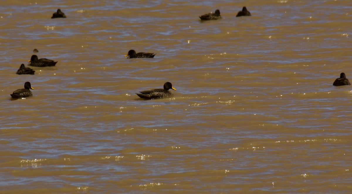Yellow-billed Duck - ML643584086