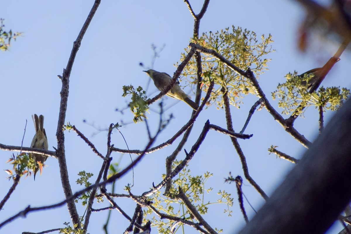 Brown Honeyeater - ML643584107
