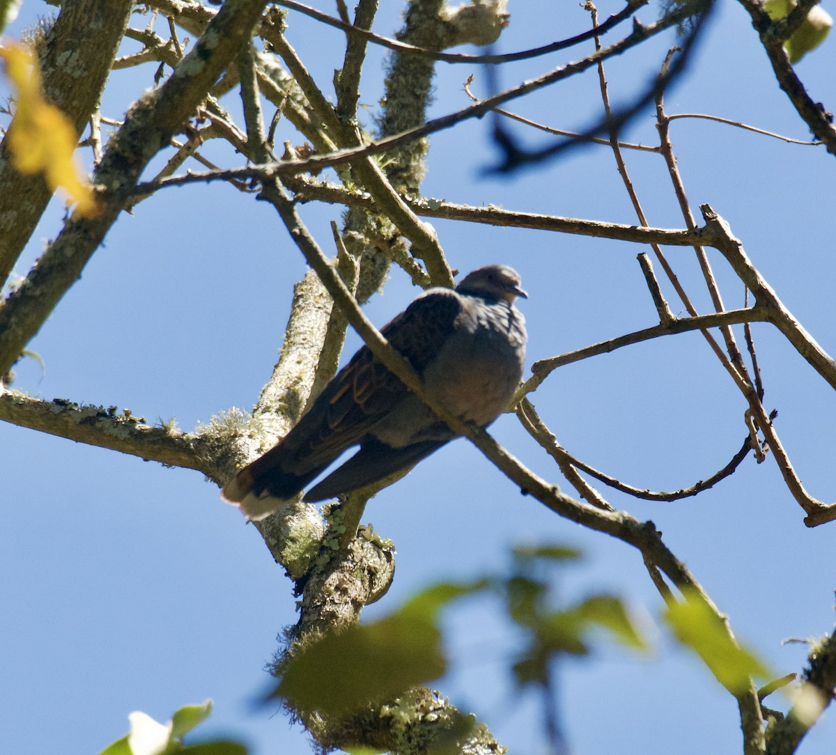 Dusky Turtle-Dove - ML643584108
