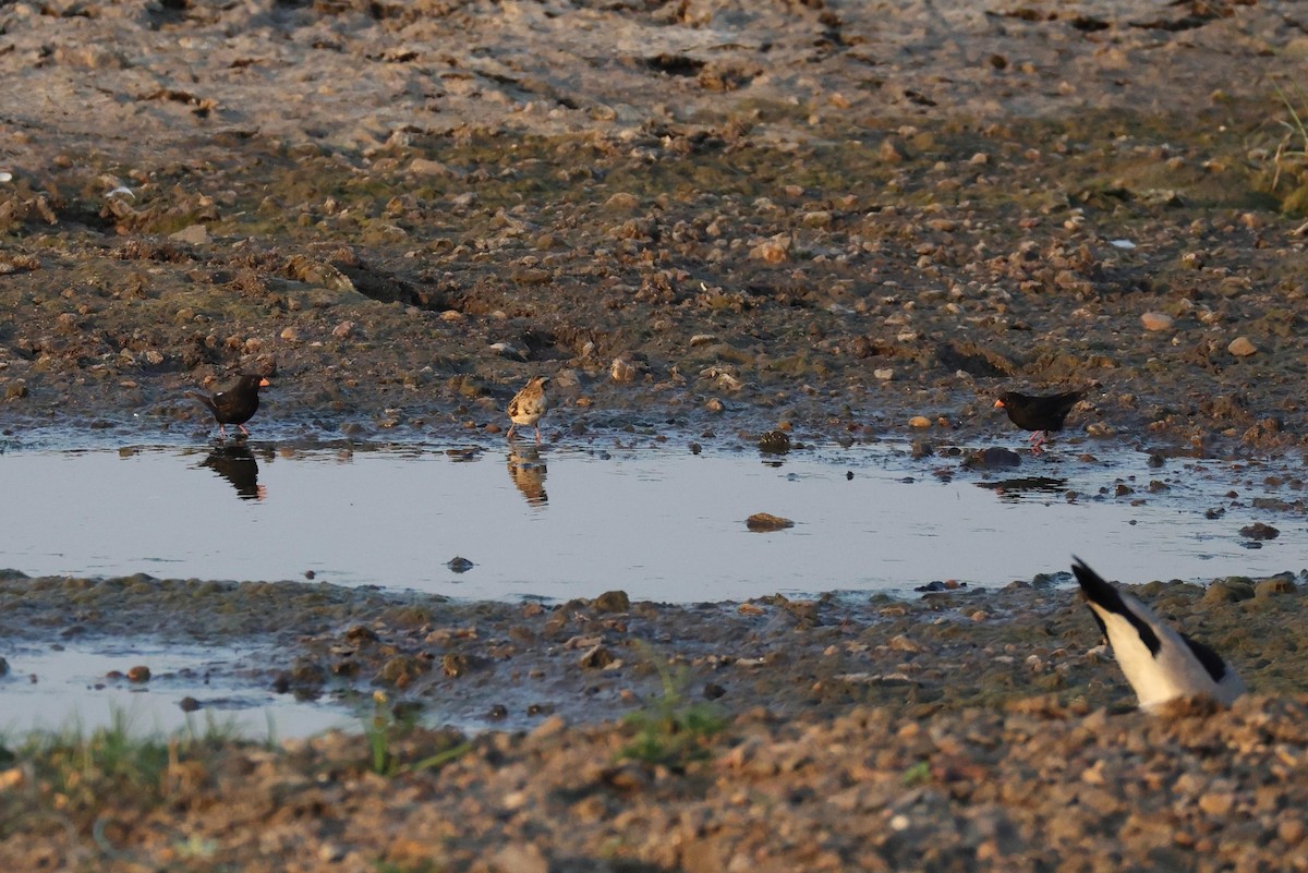 Village Indigobird - ML643584110