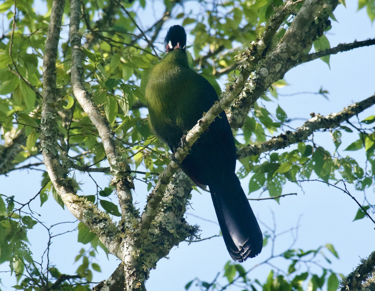 Hartlaub's Turaco - ML643584111
