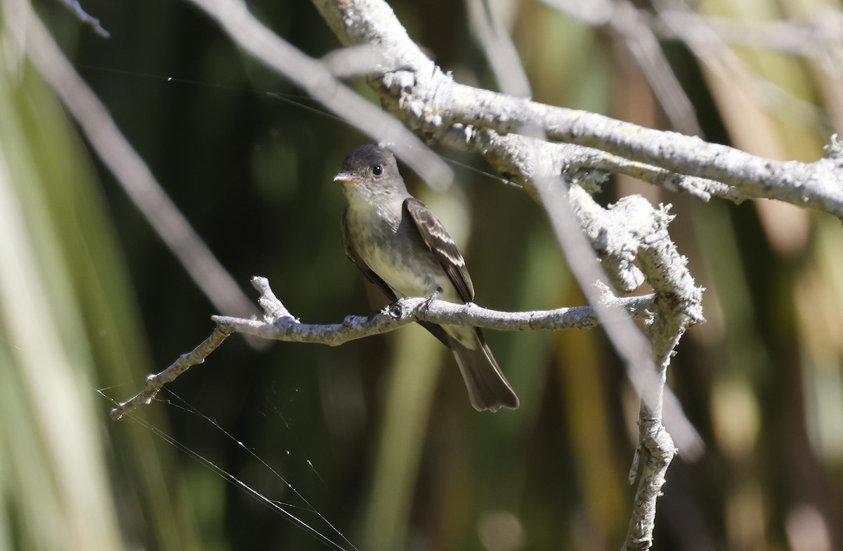 Eastern Wood-Pewee - ML643584114