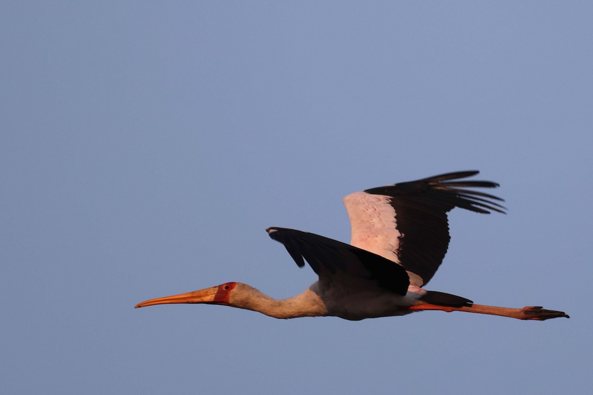 Yellow-billed Stork - ML643584116