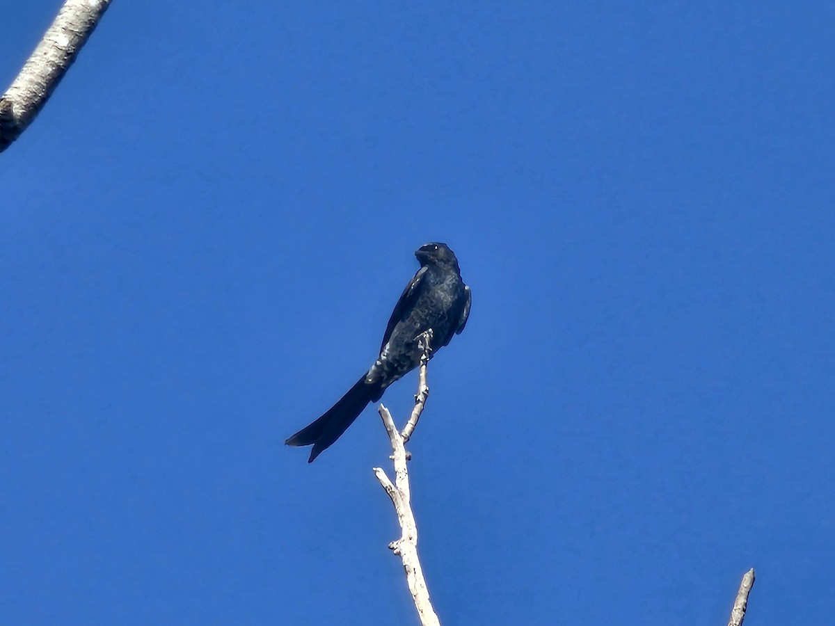 Kara Drongo - ML643584126