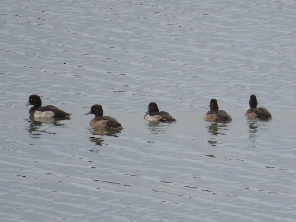 Tufted Duck - ML643584127
