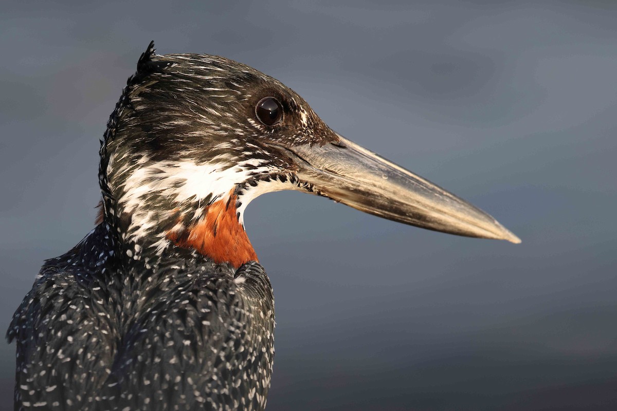 Giant Kingfisher - ML643584137