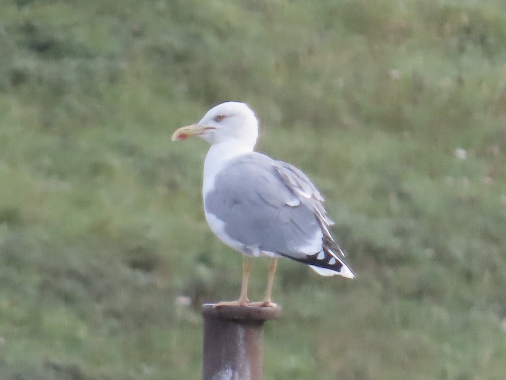 European Herring Gull - ML643584138