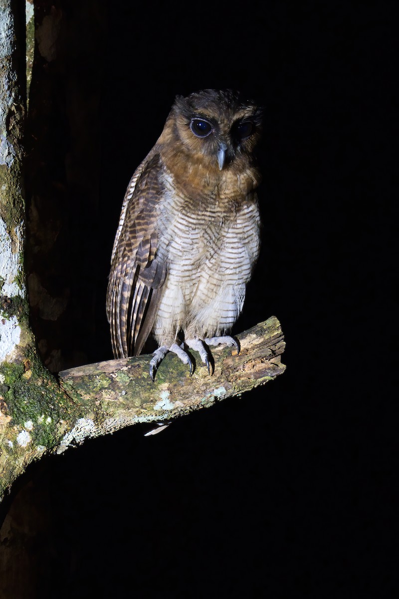 Brown Wood-Owl (Bornean) - ML643584142