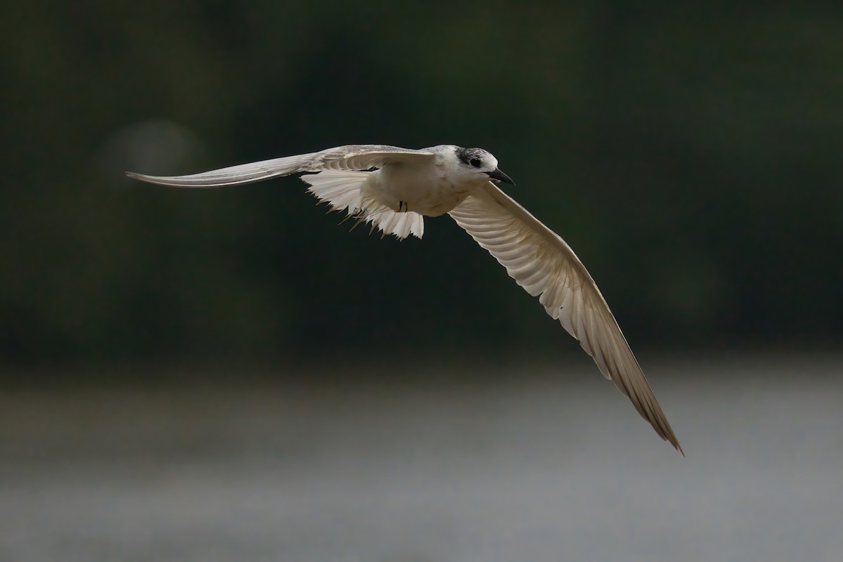 Whiskered Tern - ML643584147