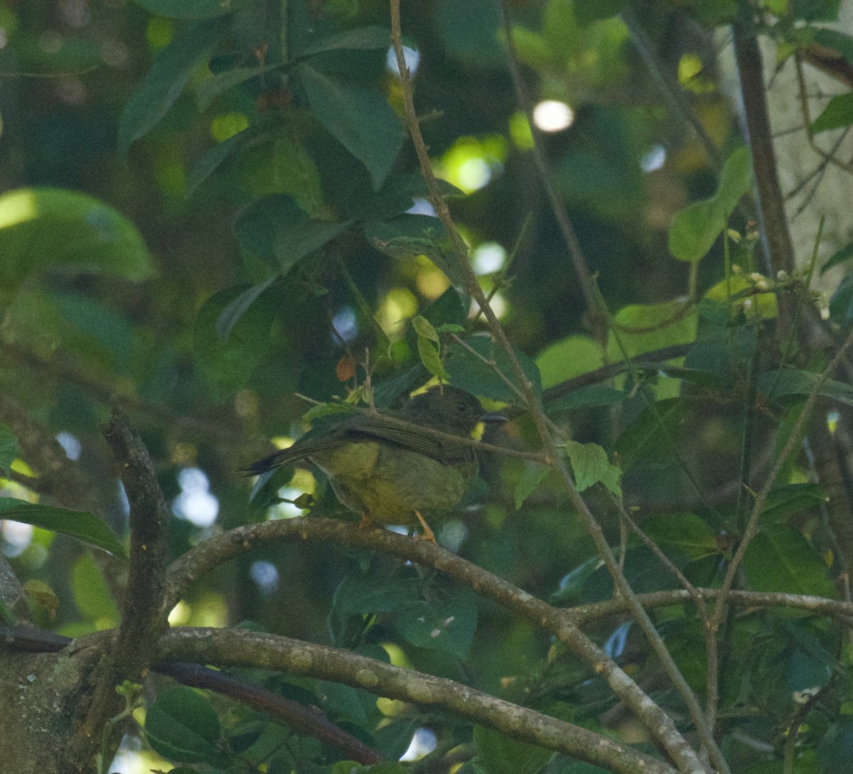 Yellow-whiskered Greenbul - ML643584153