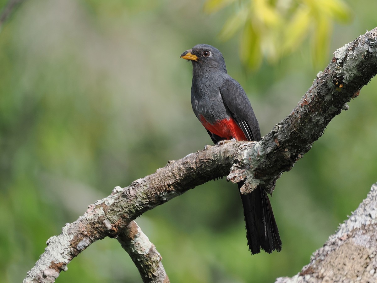 Black-tailed Trogon - ML643584159