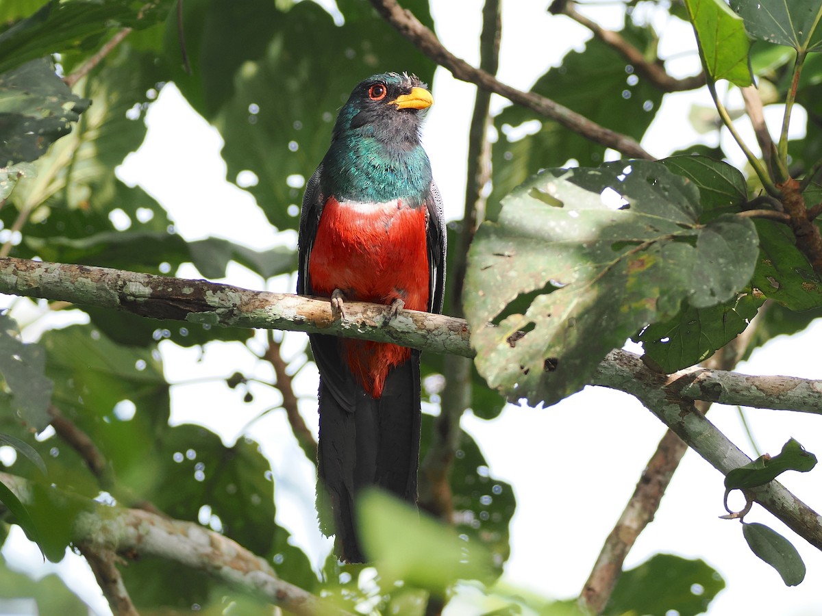 Black-tailed Trogon - ML643584160