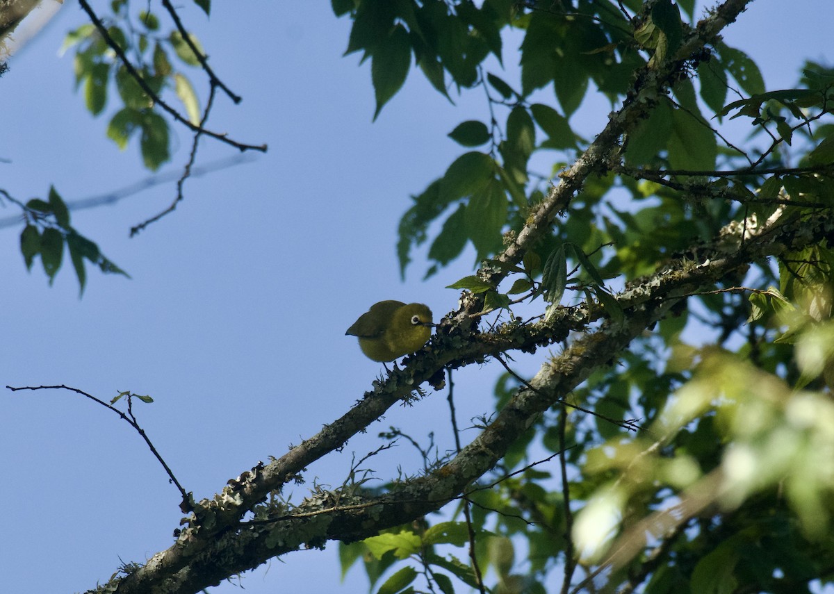 Окулярник сенегальський - ML643584161