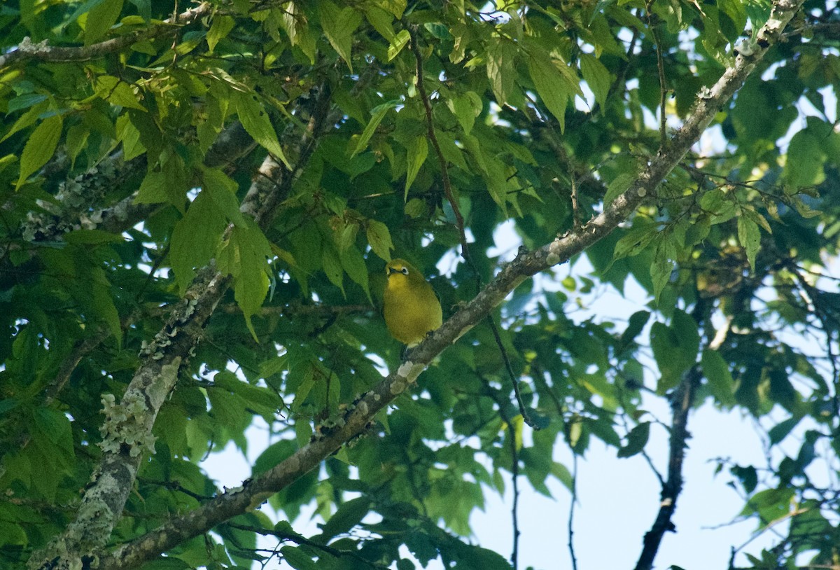 Окулярник сенегальський - ML643584164