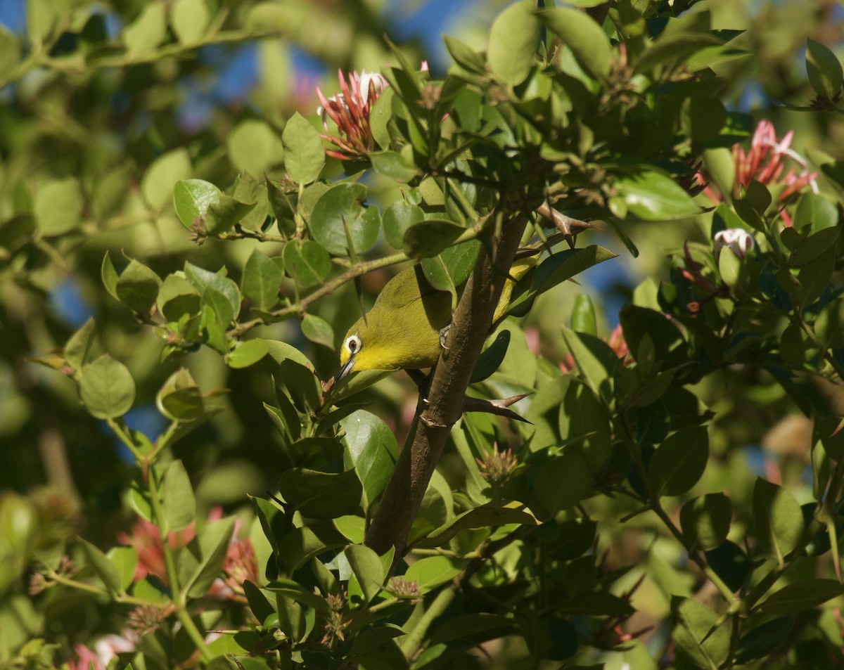 Окулярник сенегальський - ML643584167