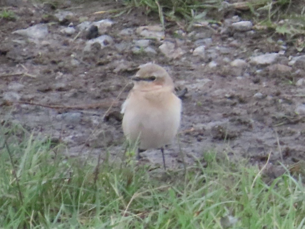 Northern Wheatear - ML643584176