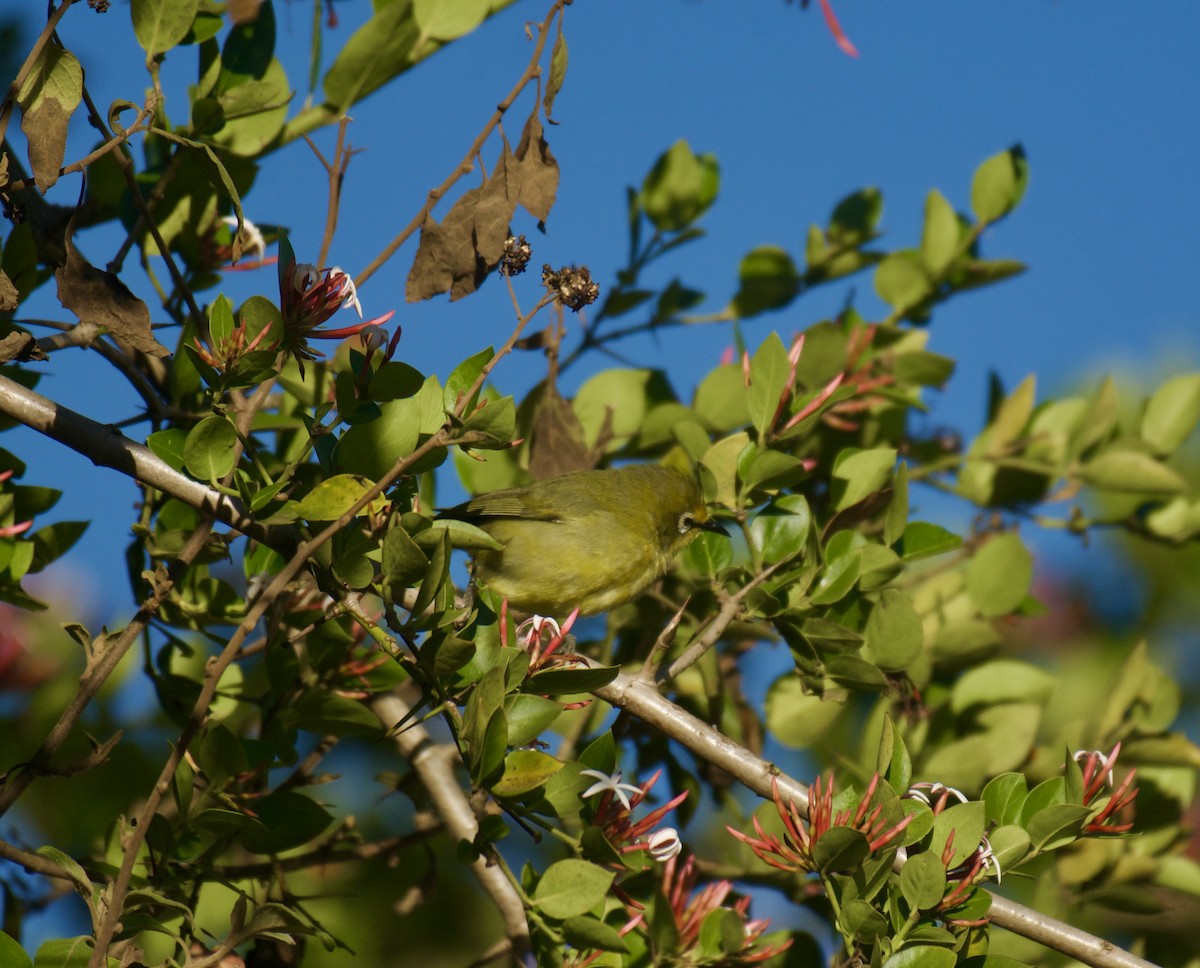 Окулярник сенегальський - ML643584180