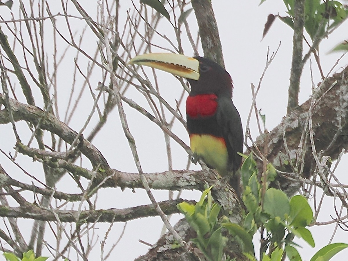 Ivory-billed Aracari - ML643584182