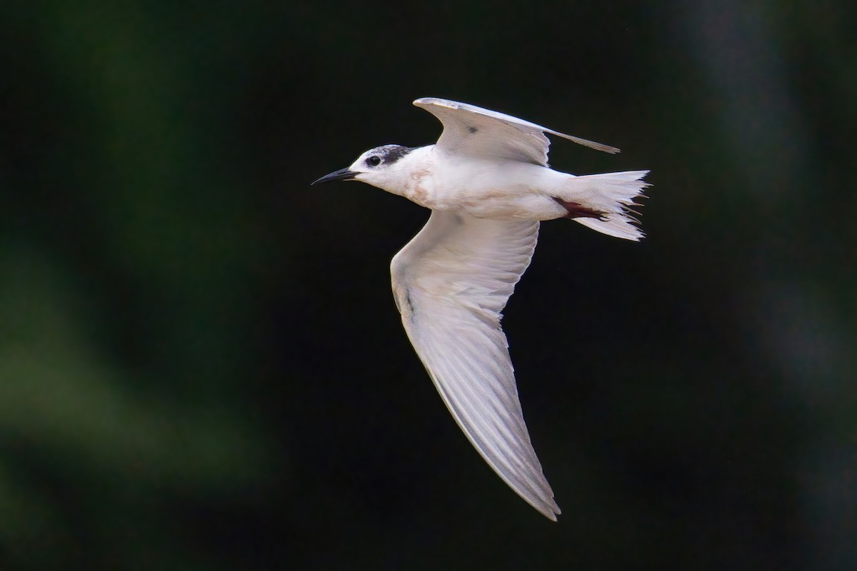 Whiskered Tern - ML643584187