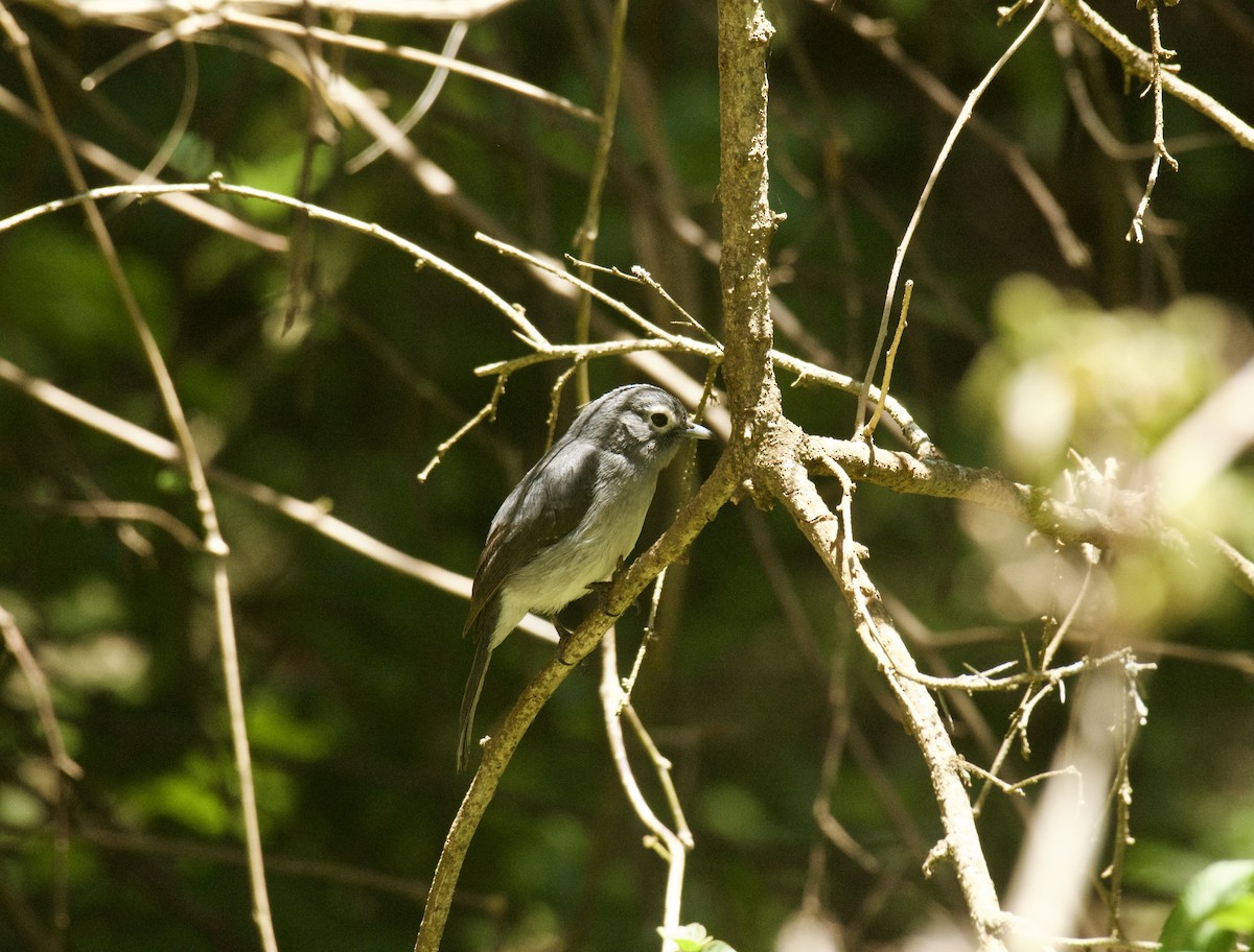 White-eyed Slaty-Flycatcher - ML643584193