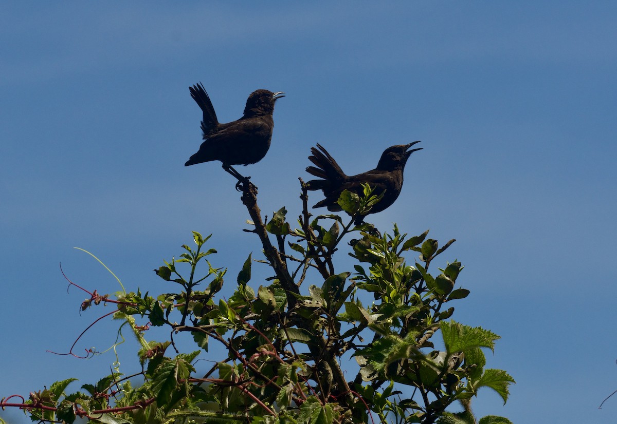 Northern Anteater-Chat - ML643584198