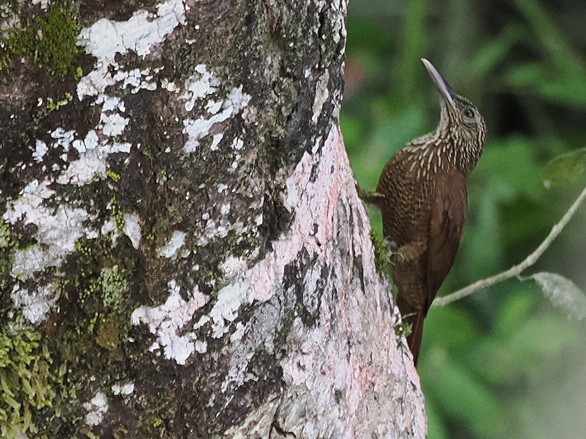 Black-banded Woodcreeper - ML643584199