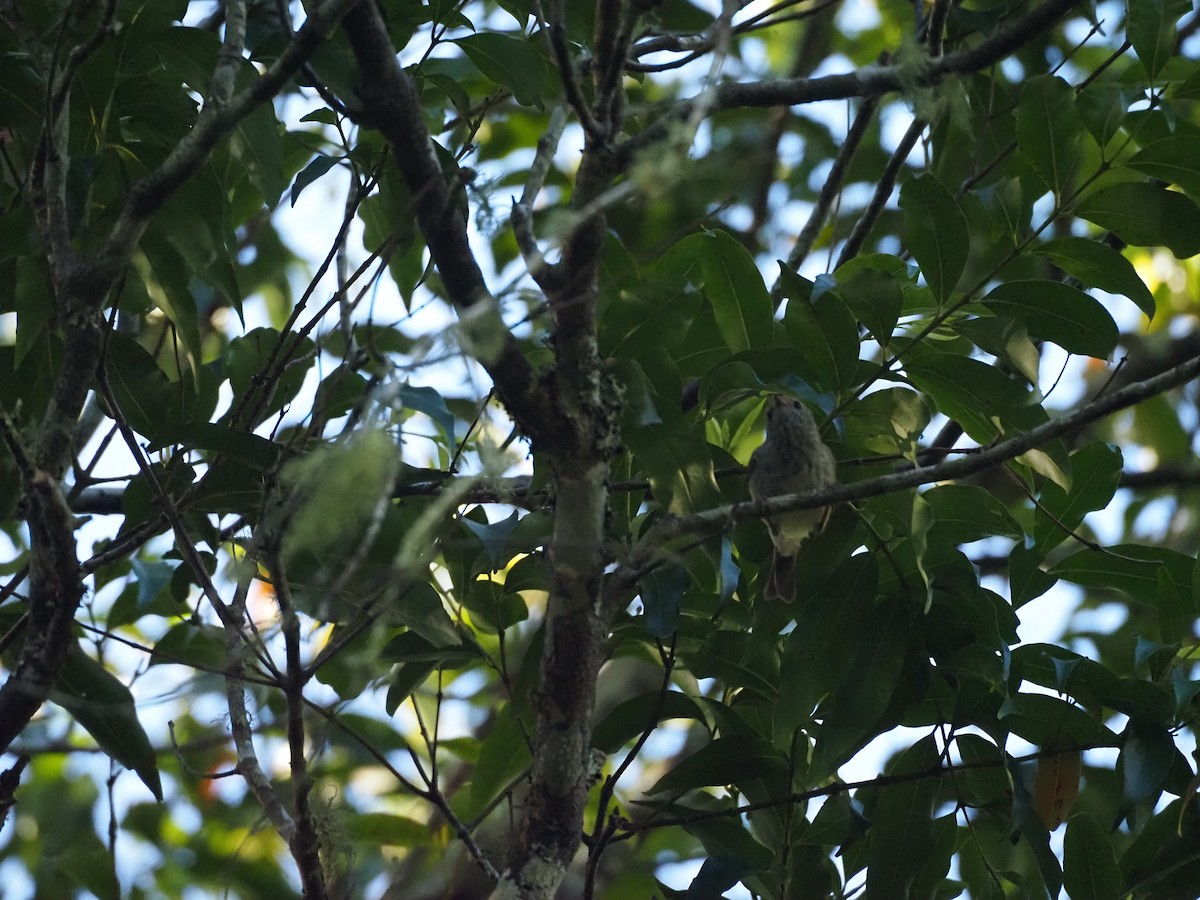 Striated Thornbill - ML643584205