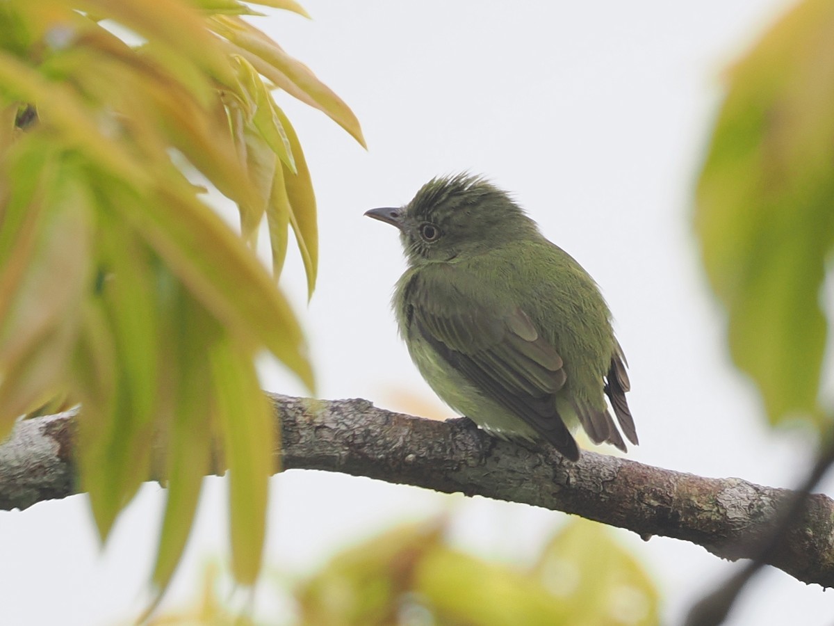 Dwarf Tyrant-Manakin - ML643584212
