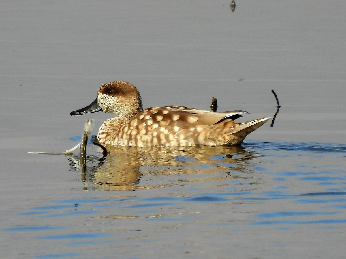 Marbled Duck - ML643584223