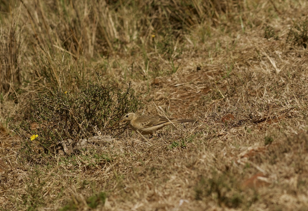 Plain-backed Pipit - ML643584253